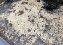 Mold on Blackstone Griddle (6 STEPS TO CLEAN MOLDY GRIDDLE)