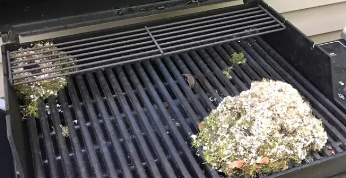 Is it Safe to Use Grill after Mice? (6 TIPS TO KEEP MICE OUT OF GRILL)