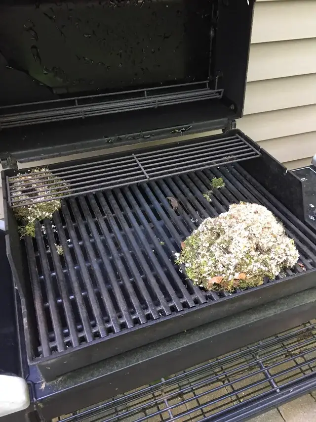 Safe to use grill after mice