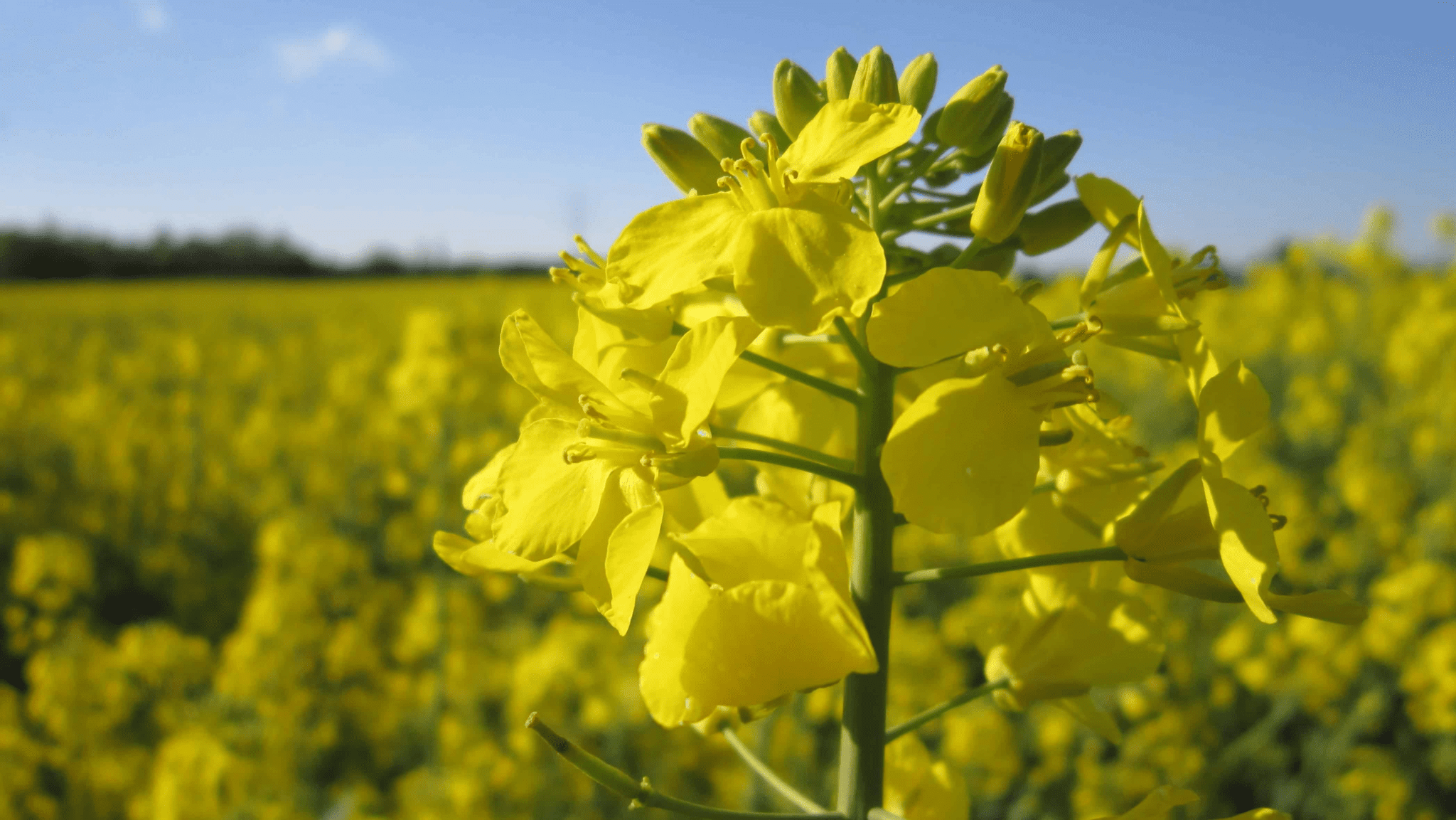 10 Best Oil For Blackstone Griddle (SMOKE POINT, FLAVOR, HEALTH BENEFIT) Grill Cuisines